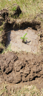 White planted June 21 Summer Solstice.jpg