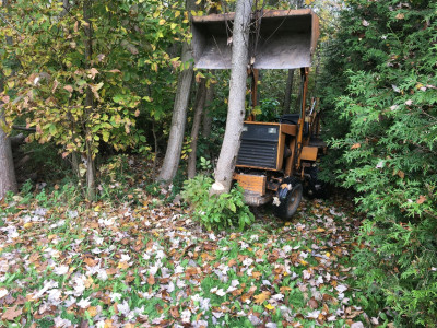 bucket leaning on tree