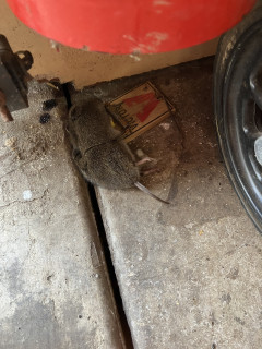 Gotcha you varmint.