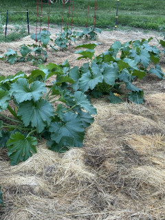 Zucchini should be ready soon