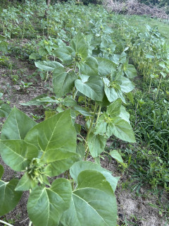 Looks like the sunflowers are getting closer to blooming.