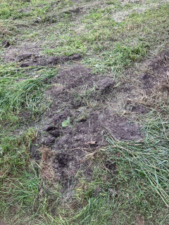 Dirt shoveled no hole