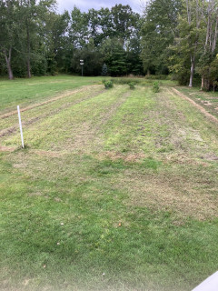 Weeds mowed