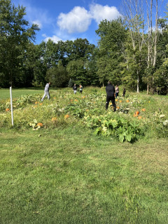 Family picking pumpkins