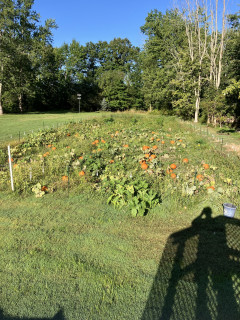 Pumpkins in garden