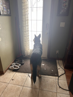 The dog looked out the window and said, NOPE!