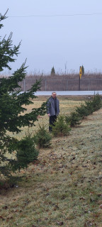 trees planted April 2021 in April 2025.jpg