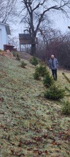 trees planted April 2021 in April 2025 and shop.jpg