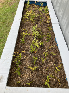 Transplanted in larger bed