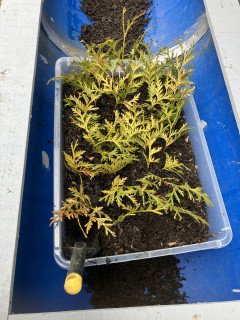 Last years cuttings in small box