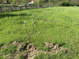 One of the almost 50 fruit trees I've planted.
