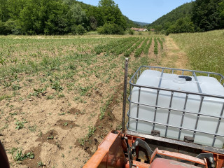 IMG_4224.jpeg (700.2 KiB) Viewed 886 times You can see the potatoes in the back.