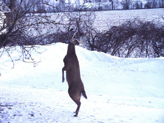 buck in mountain ash.JPG