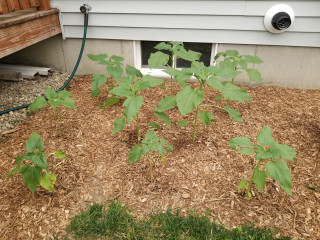 20260715_191306.jpg