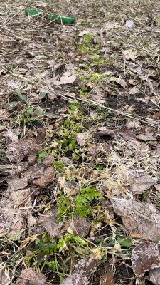 Parsley left in the ground last year