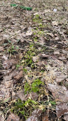 D7C99D7E-8BAF-4C6C-8D73-8904D2440E50.jpeg (1.19 MiB) Viewed 19192 times Parsley left in the ground last year