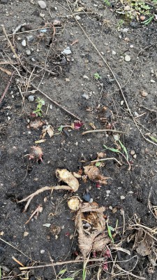 7EC83110-9815-4DF7-915E-4C2C22EBC48A.jpeg (1.3 MiB) Viewed 19192 times Lovage coming through