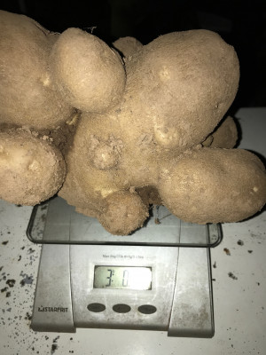 Crazy lookin potatoes this year.