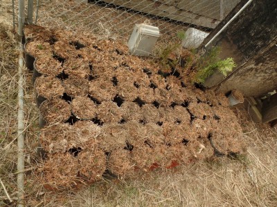 Dug out and potted while they are still dormant.Found 2 at 14", and a few at 6".