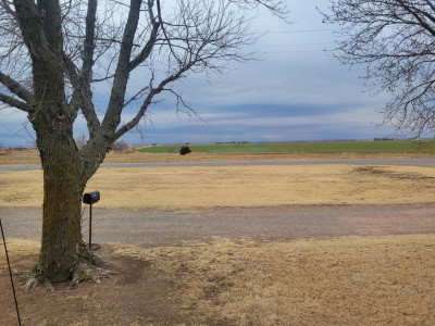 Cattle south veiw.jpg