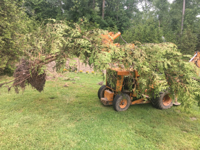 Moving arborviate trees