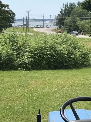 Raspberries. Yummie. Cruise ship in distance.