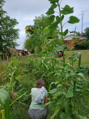 dividing line sunflowers