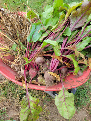 about half of the beet crop
