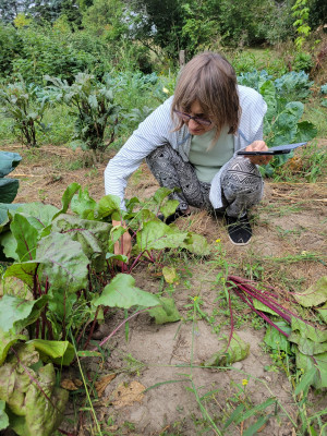 late planted beets