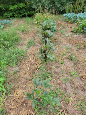 5 okra plants
