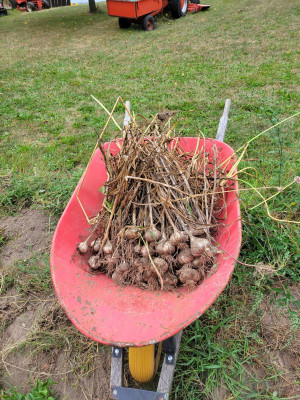 150 Garlic bulbs