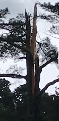 Storm damage closeup.jpg