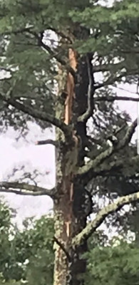 Lightning strike damage closeup.jpg