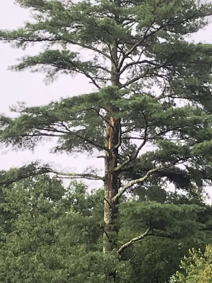 Tree with lightning strike.jpg