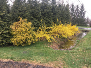 Forsythia is blooming