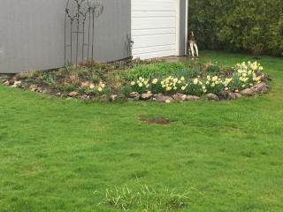 Crocus and daffodils blooming