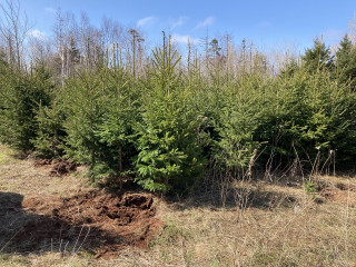 Place where we are getting them. $5.00 per tree. We dig them. Any of the ones we got last year that die, is no charge to take more to replace them.