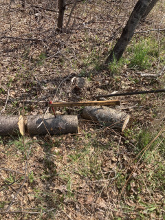 Pickaroons for carrying wood rounds. They are the greatest wood working tool.