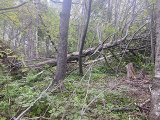 Trunk on this fella is about 20” in diameter.