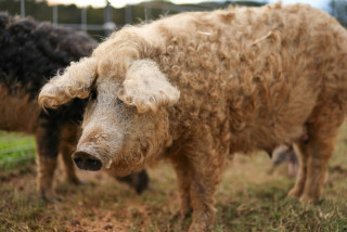 Mangalica pig.jpg