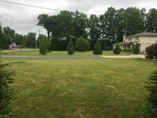 Individual arborvitaes toward south side