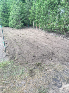 Top soil tilled ready to plant 15 more arborvitae