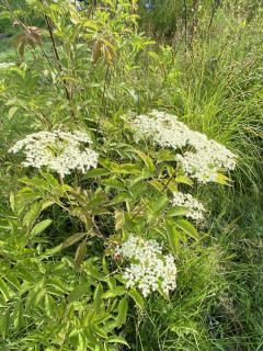 Elderberry bush flowers ready to be harvested.